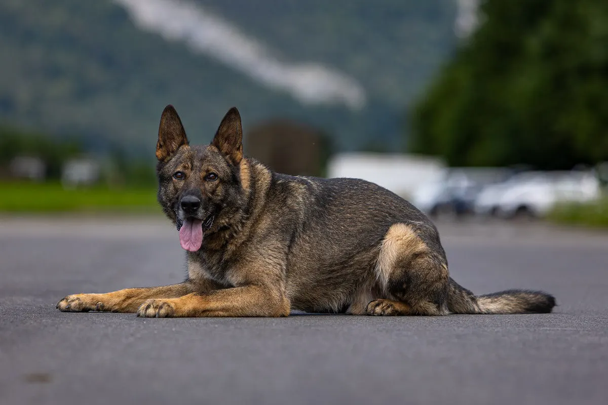 Stans NW – Polizeihund stellt Mann bei Flucht vor Polizeikontrolle