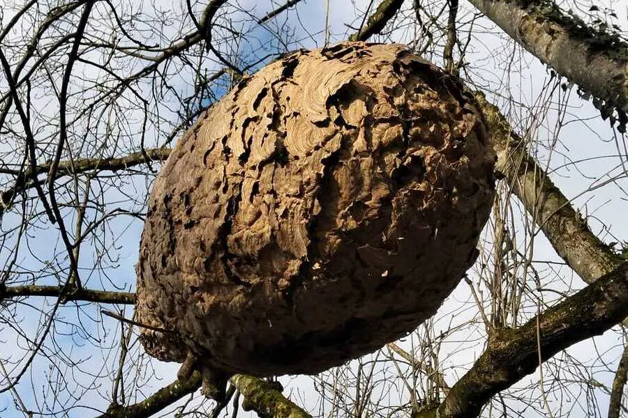 Kanton Luzern - Erste Nester der Asiatischen Hornisse entdeckt