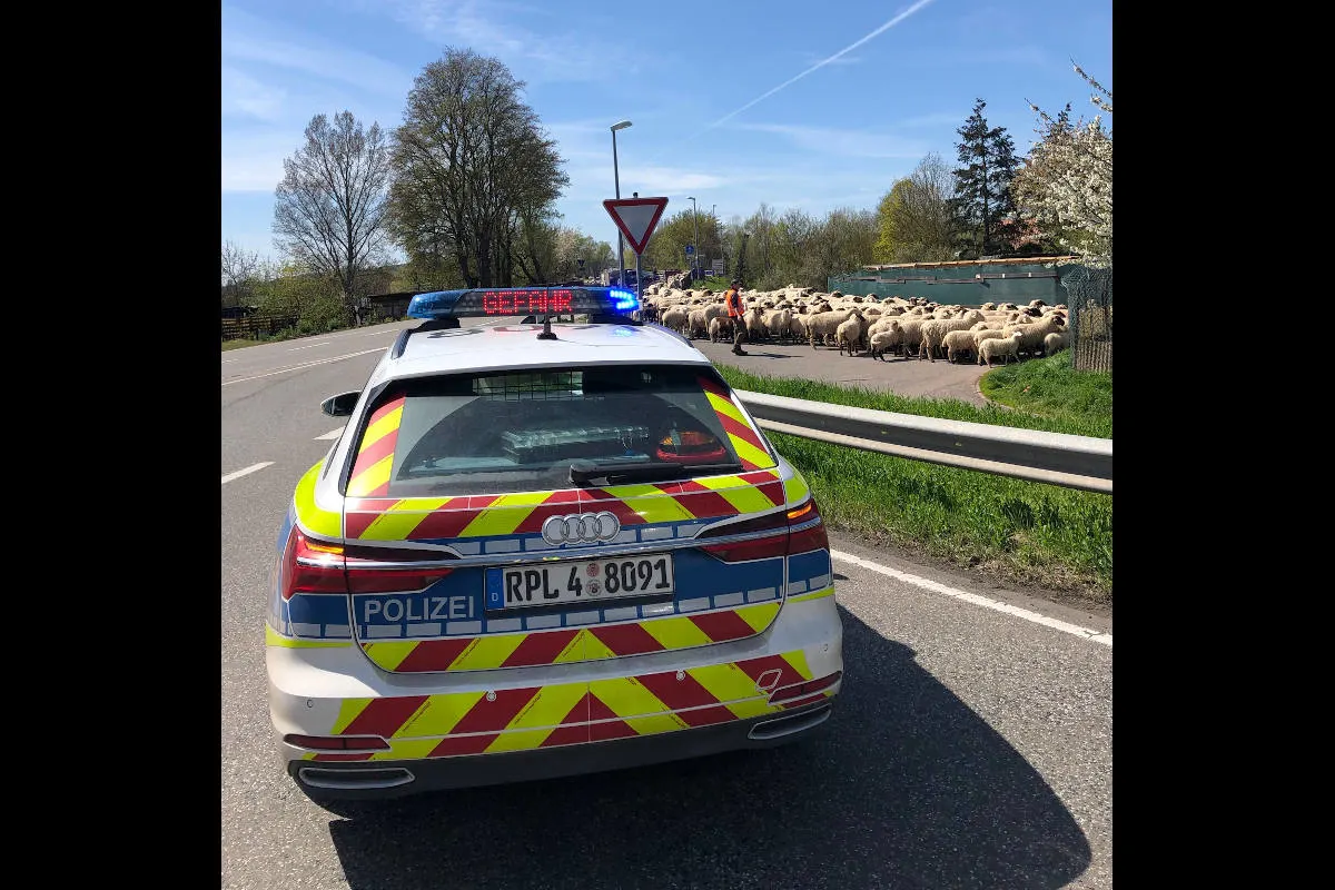 Langenlonsheim – Ungewöhnlicher Einsatz für die Polizei Bad Kreuznach - Verkehrsregelung für Schafe