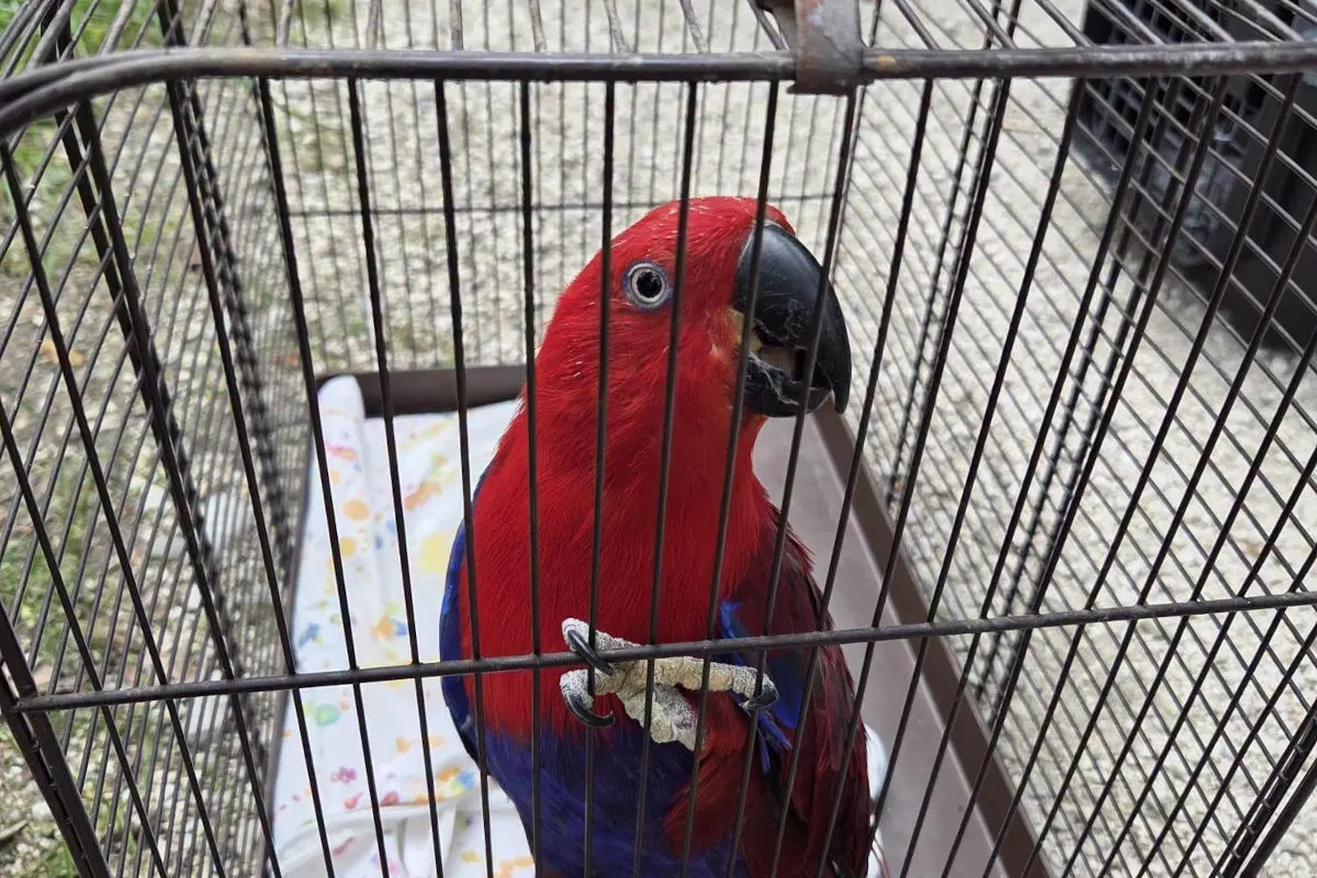 Ein roter und blauer Papagei befindet sich in einem Metallkäfig. Der Vogel schaut interessiert durch die Gitterstäbe.