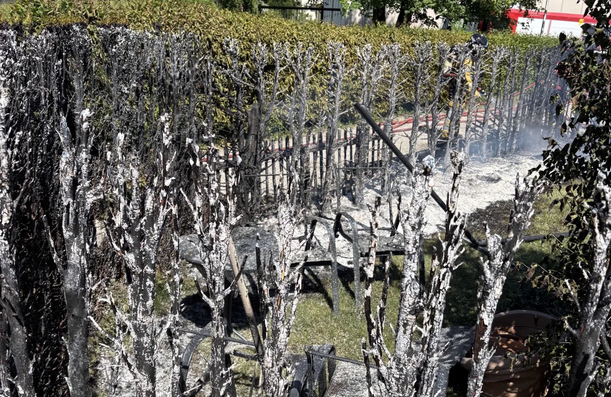 Eine Hecke wurde durch ein Feuer stark beschädigt, mit einem Feuerwehrmann, der im Hintergrund einen Schlauch bereithält.