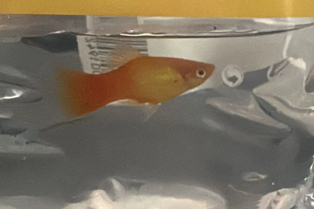 Hamburg – Fisch wurde zum Verschenken abgelegt 