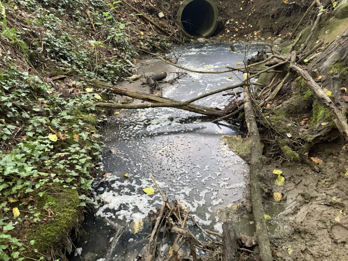 Aus einem Abwasserrohr fließt verschmutztes Wasser in einen Bach. Der Boden ist mit Ästen und Laub bedeckt, und Schaum ist sichtbar.