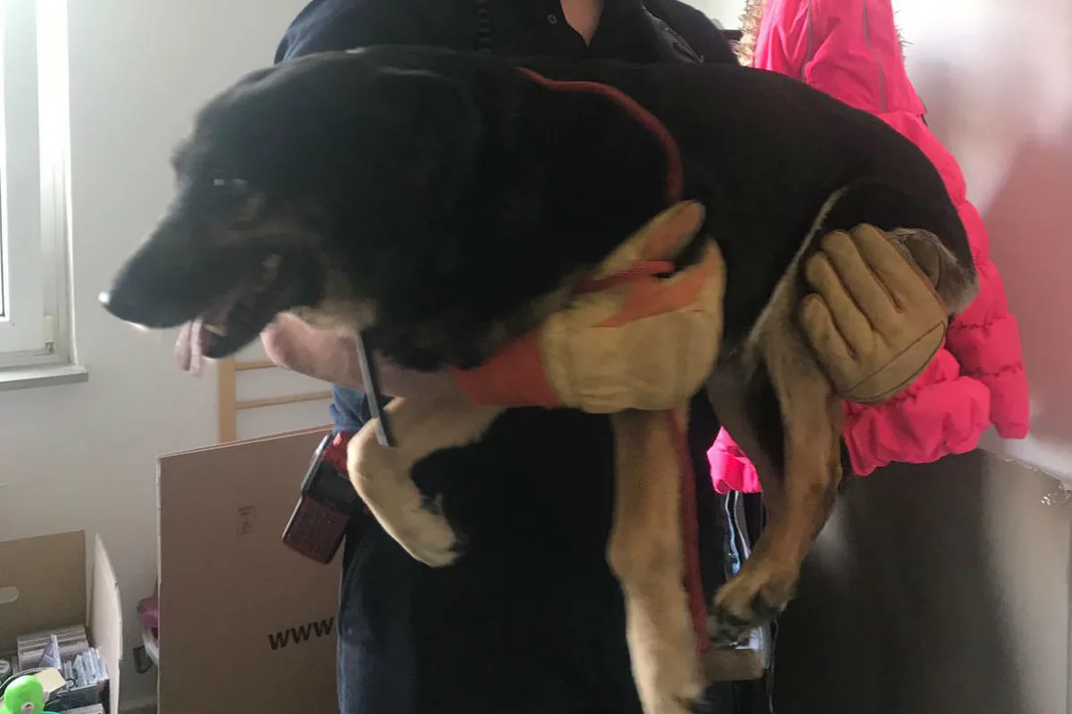 Schäferhund auf einer Fensterbank im 4.OG