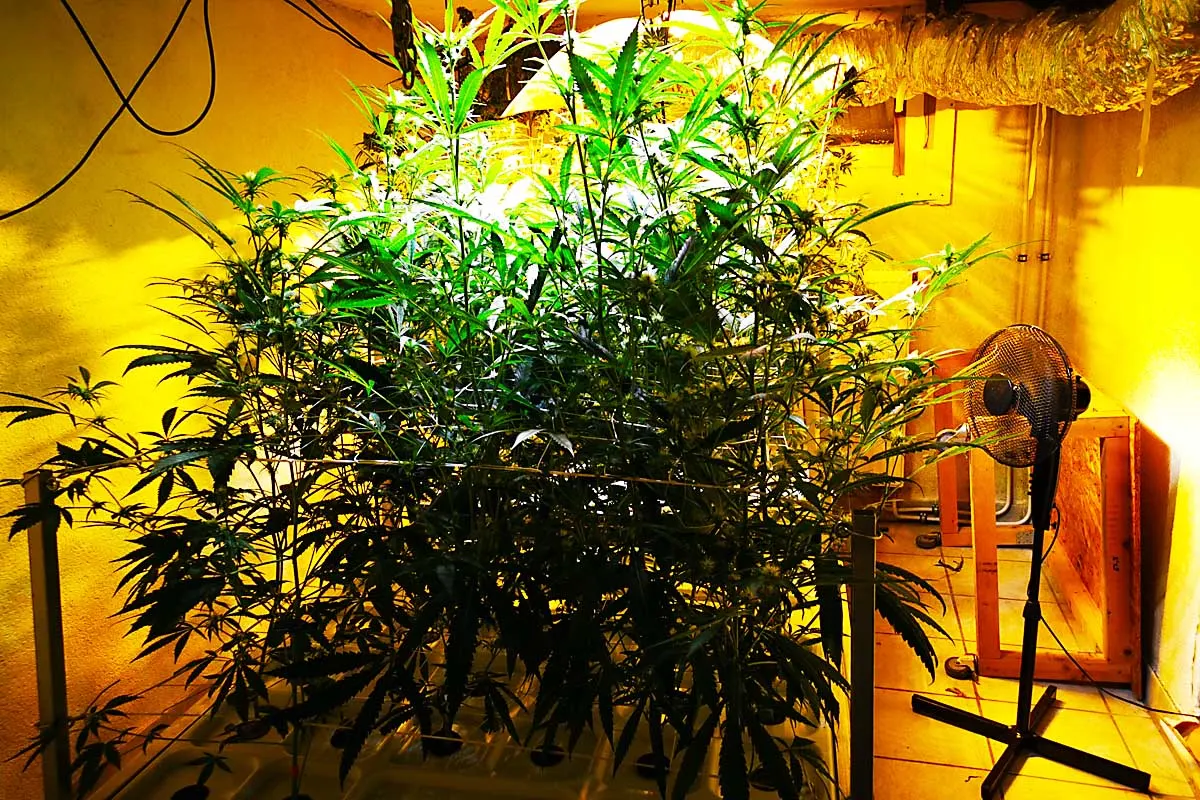 Schwäbisch Hall -  Drogenplantage im Keller eines Wohnhauses entdeckt 