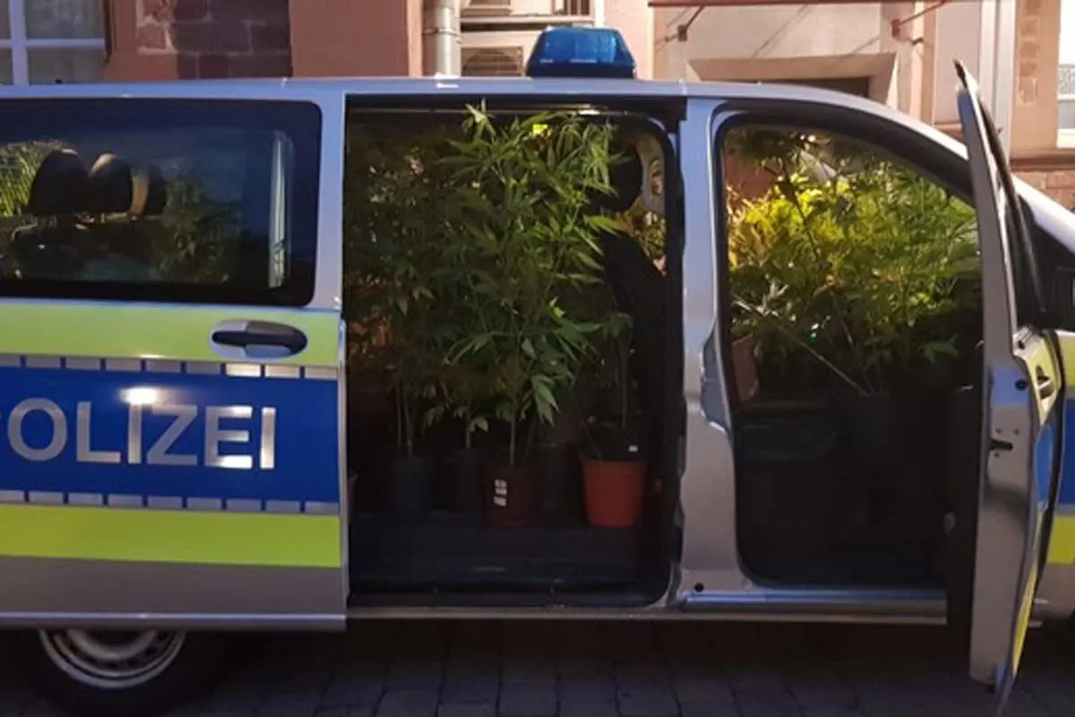 Boxberg - Cannabispflanzen bei Einsatz entdeckt