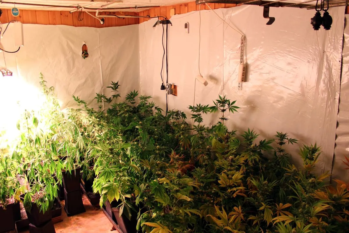 Minden / Petershagen – Drogenplantagen in zwei Privathäusern