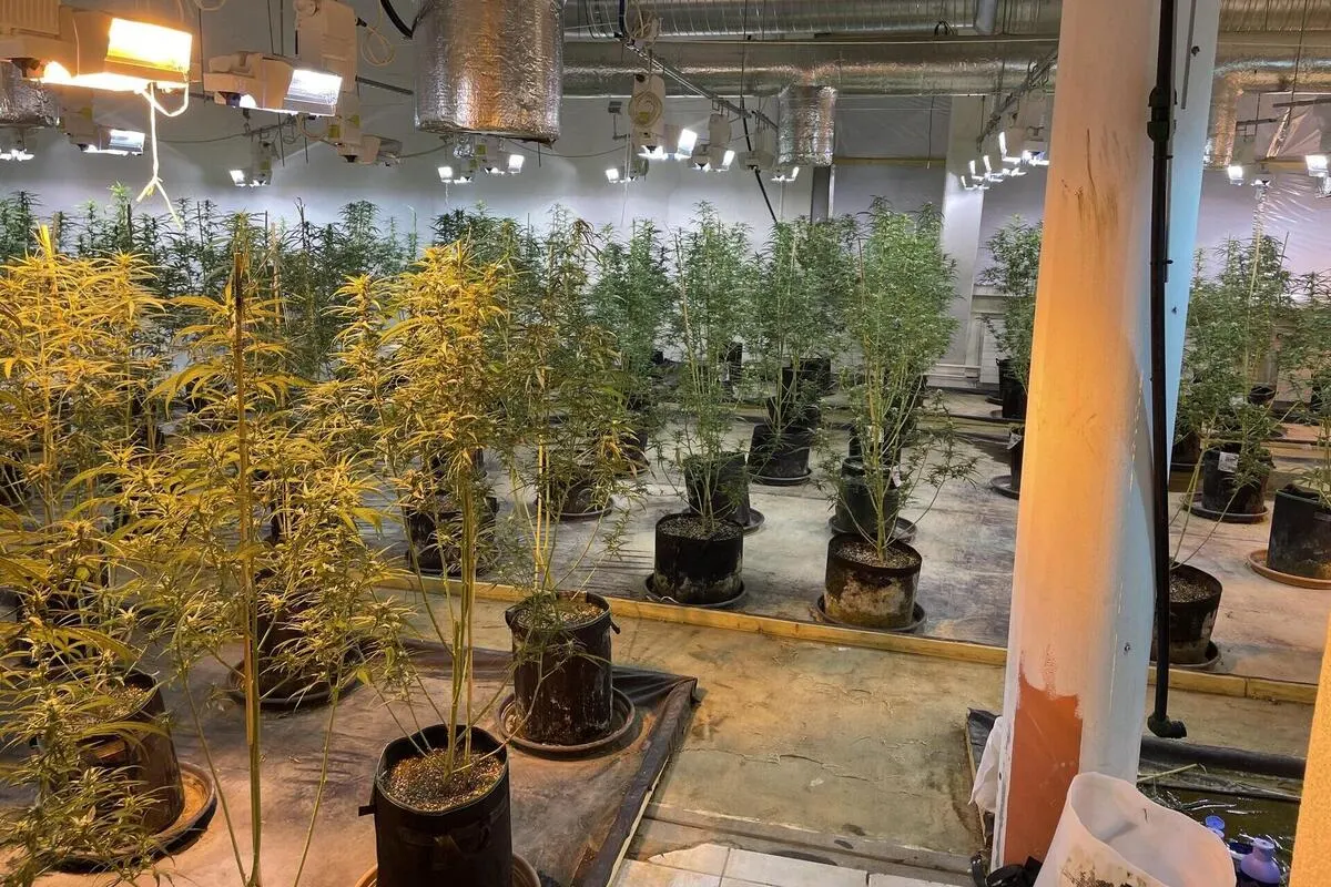 Oberglatt ZH - Illegale Hanfplantage mit rund 550 Mutterpflanzen ausgehoben