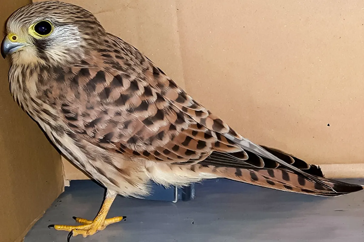 Verletzter Falke landet bei der Polizei