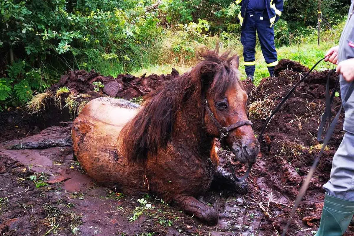 Bösel - Pferd aus Graben gerettet