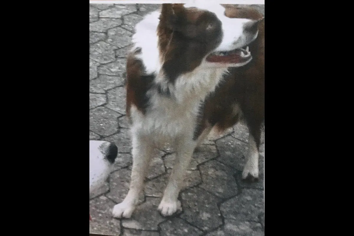 Unbekannte stehlen Border Collie Hündin