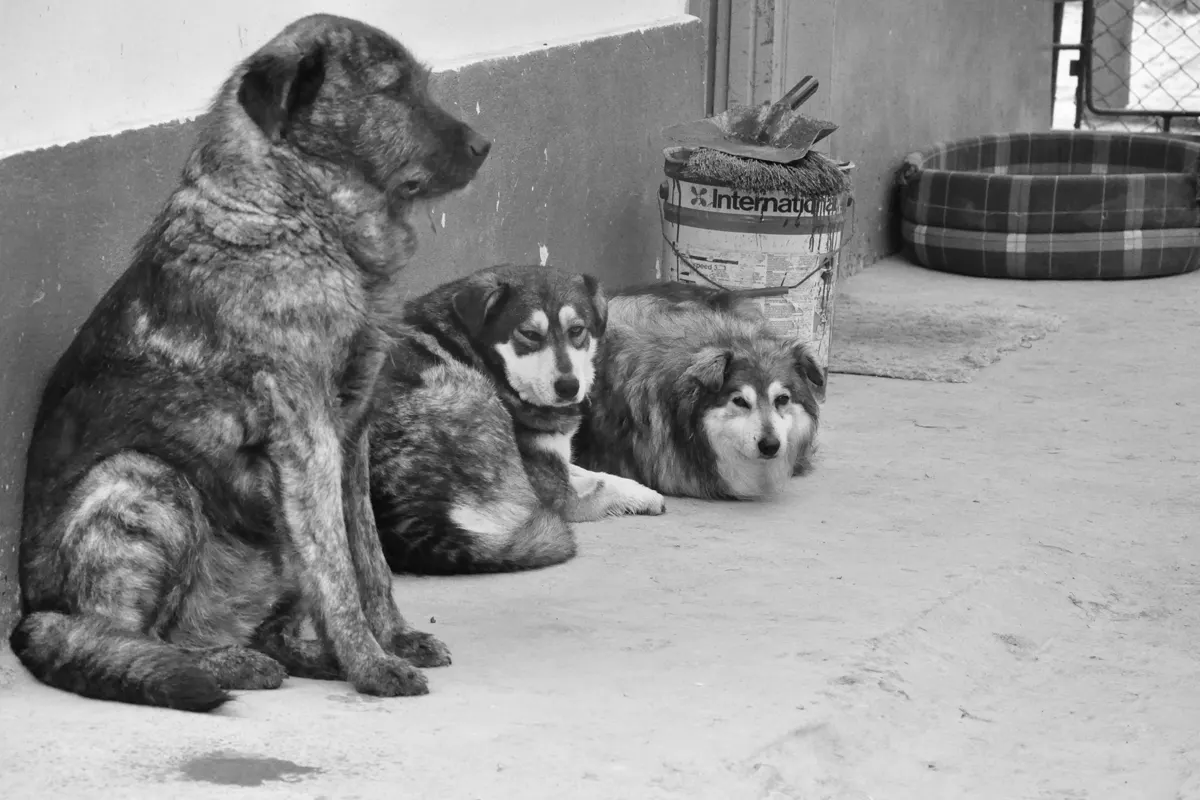 Hund und Katze aus dem Auslandtierschutz – der SUST-Tierhandelreport deckt auf