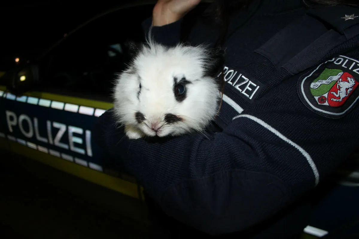 Polizei rettet Kaninchen von Strasse