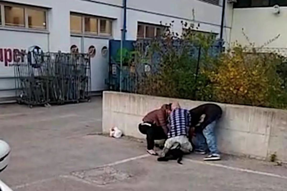 Deswegen musste Pitbull Kaos auf brutale Art und Weise sterben