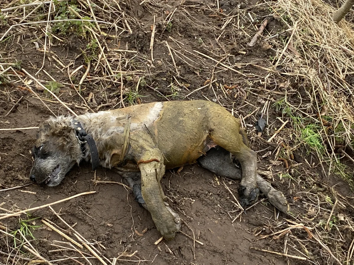 Stralsund: Toter Hund gefunden