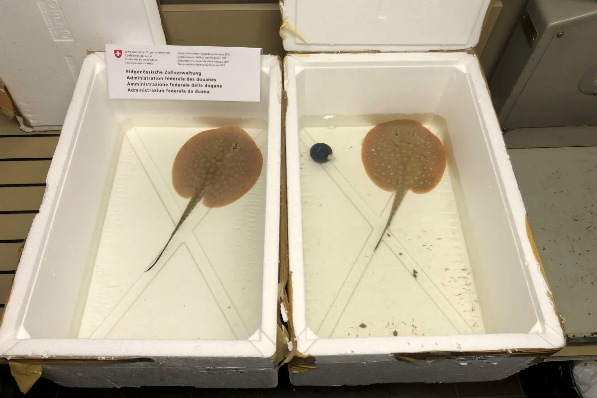 Oberriet SG -  Zwei Süsswasserrochen aus dem Amazonas an Schweizer Grenze entdeckt