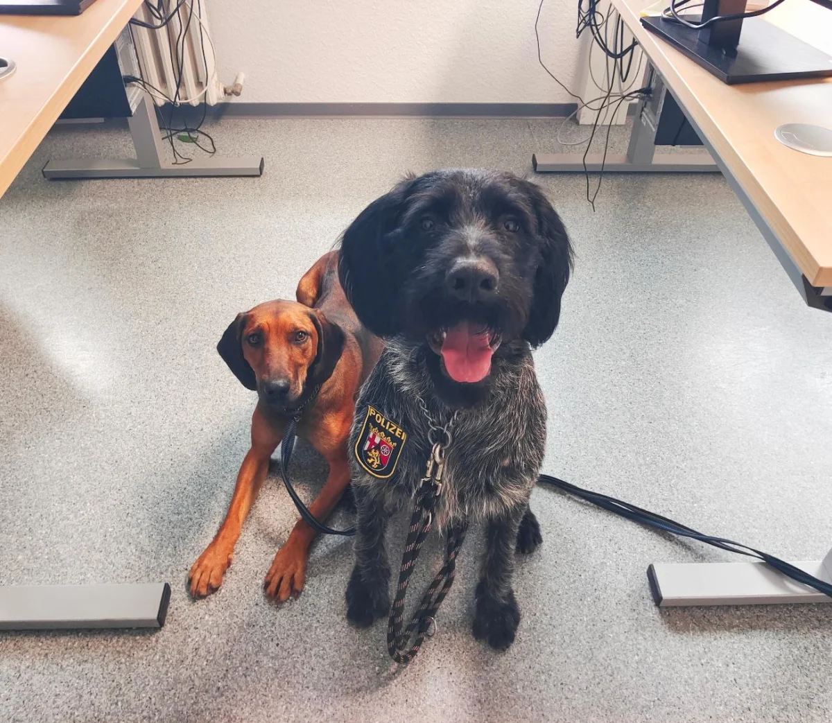 Im Büro sind zwei Polizeihunde zu sehen. Der größere Hund trägt ein Polizeiemblem am Halsband.