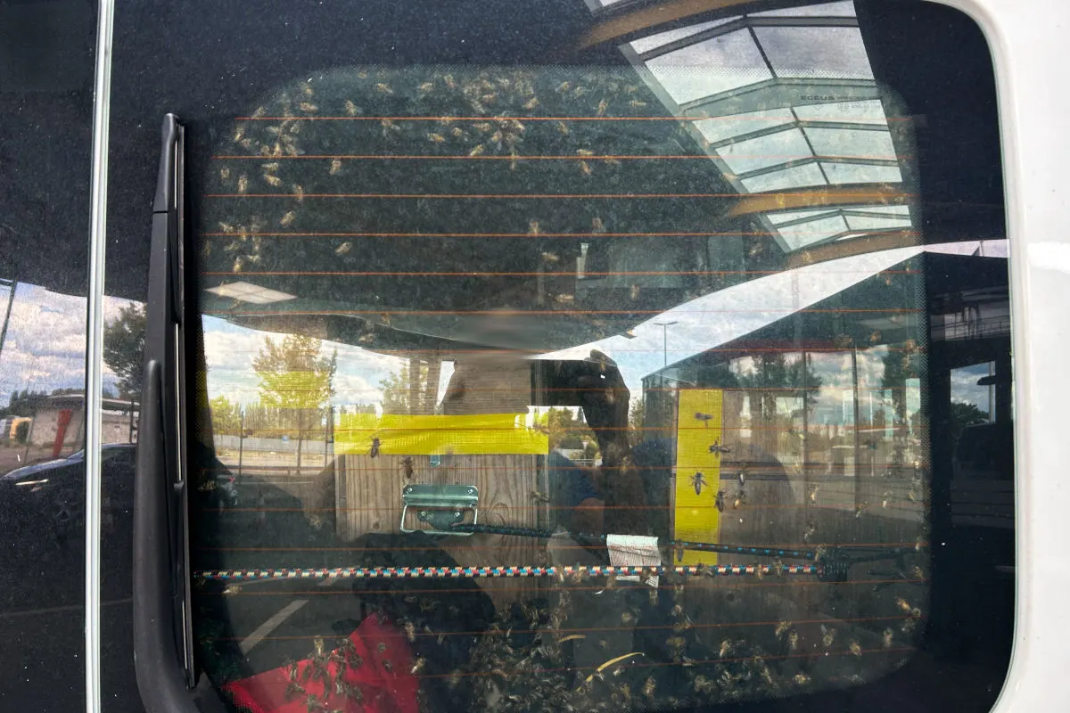 Durch die Heckscheibe eines Autos sind viele Bienen sichtbar, die an der Innenseite anscheinen. Im Hintergrund eine gelbe Kiste.