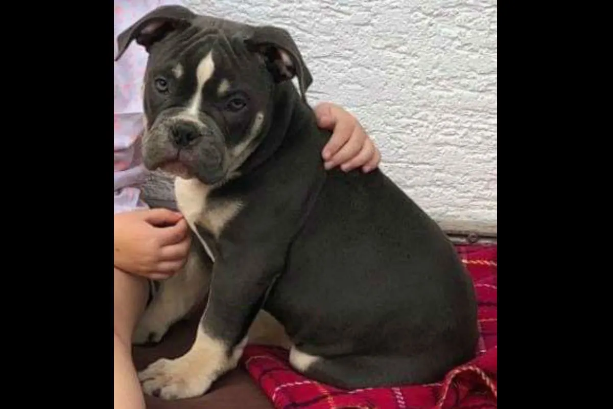 Vermisster Hund tot aufgefunden