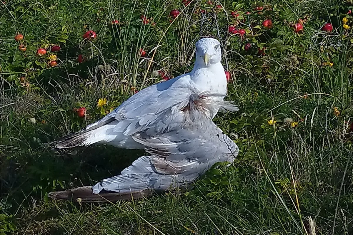 Hauptstrand von Wangerooge NI - Möwe blutig geschlagen 
