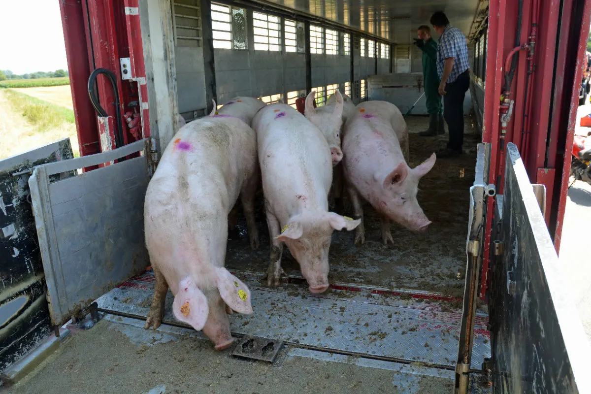Schwein gehabt - Feuerwehr rettet 30 Schweine vor Hitzetod