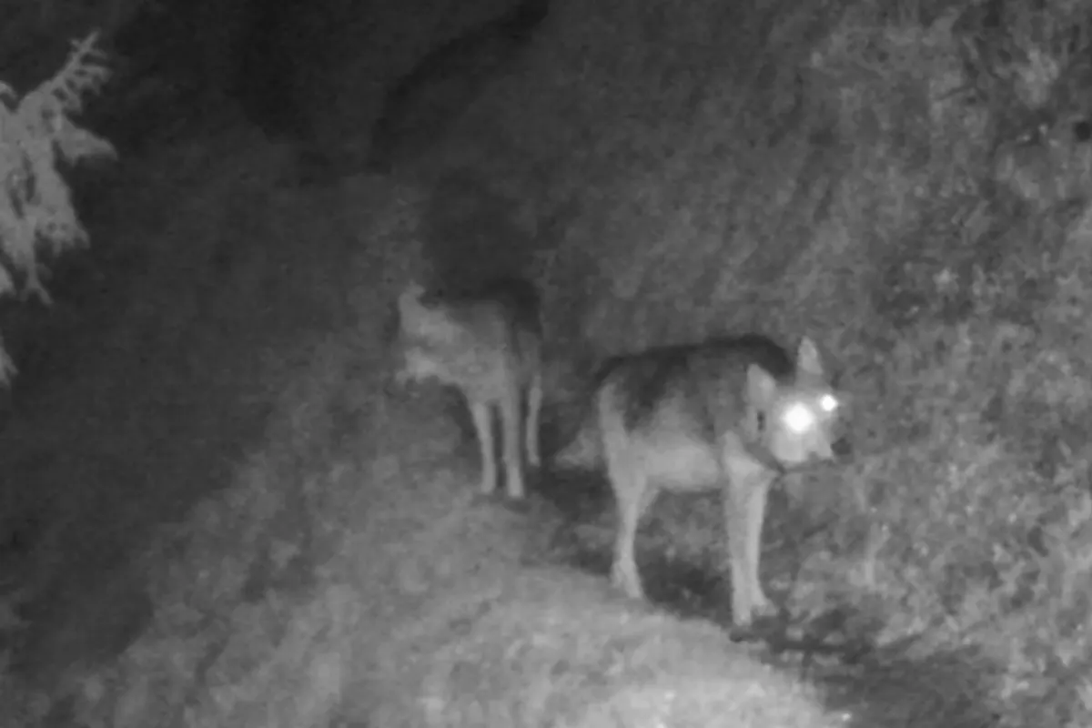 Vermutlich ein zweites Wolfsrudel im Kanton Glarus 
