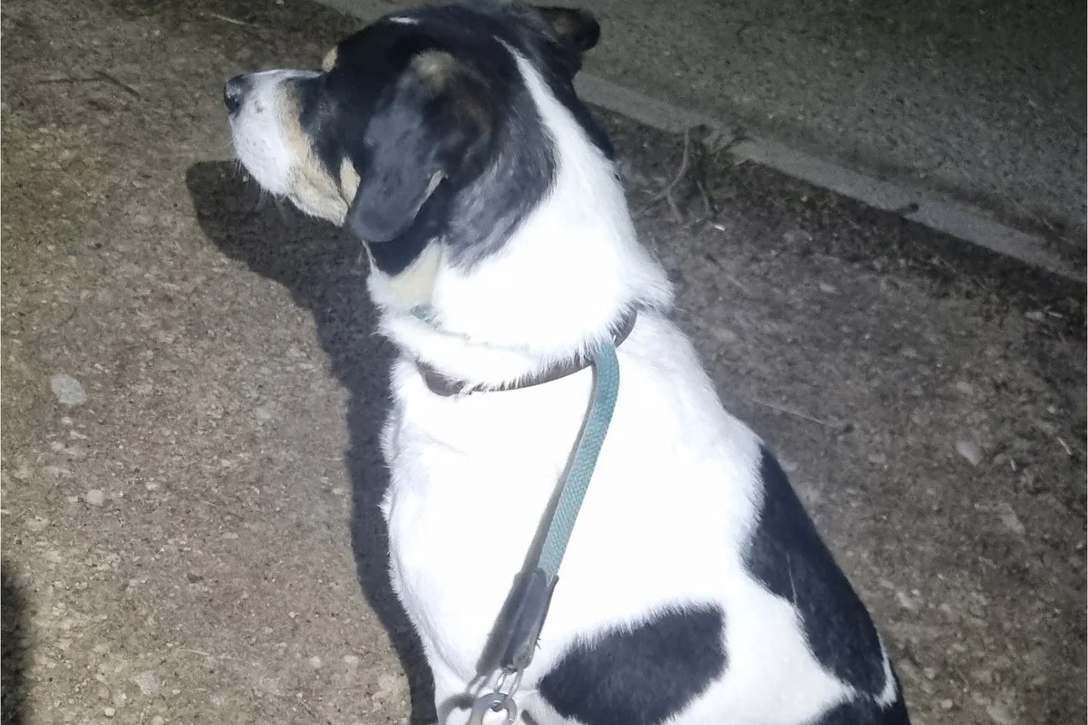 Hartheim BW - Hund auf einem Parkplatz ausgesetzt 