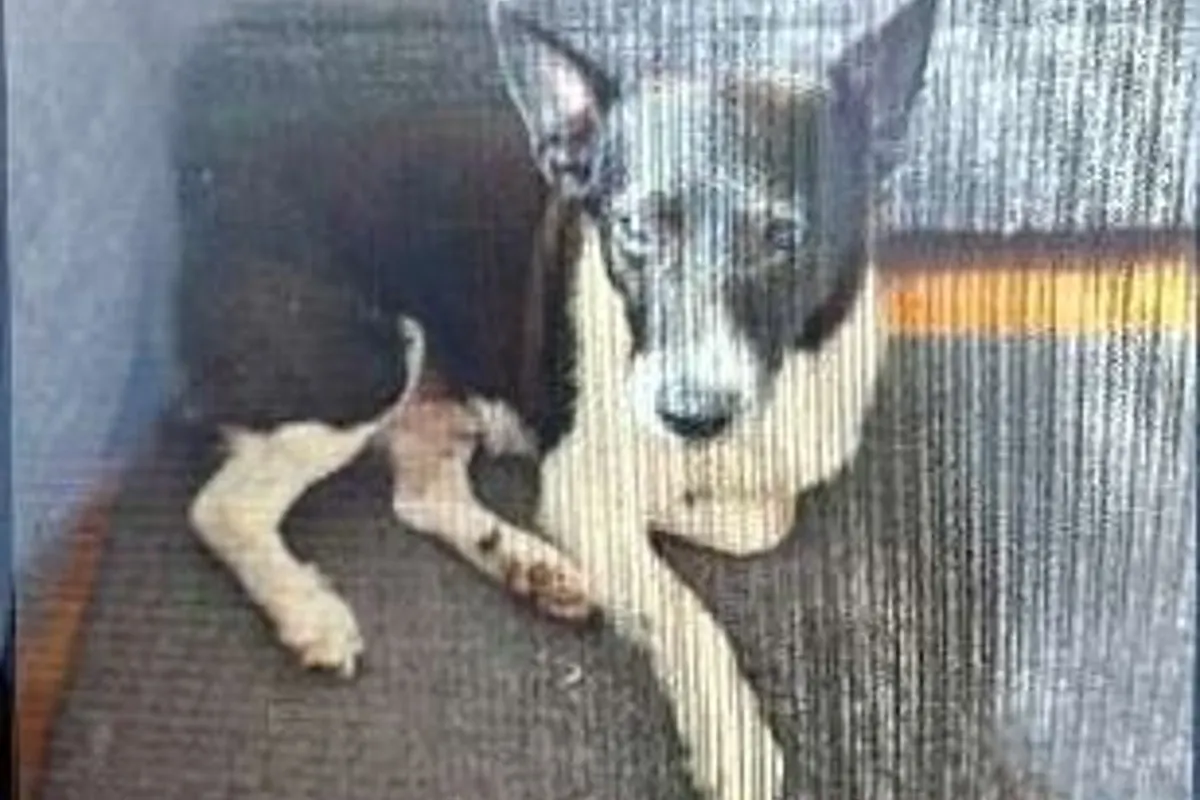 Hannover - Unbekannter entwendet 13 Jahre alten Jack-Russel-Terrier-Rüden "Lucki" in Groß Buchholz - Zeugen gesucht