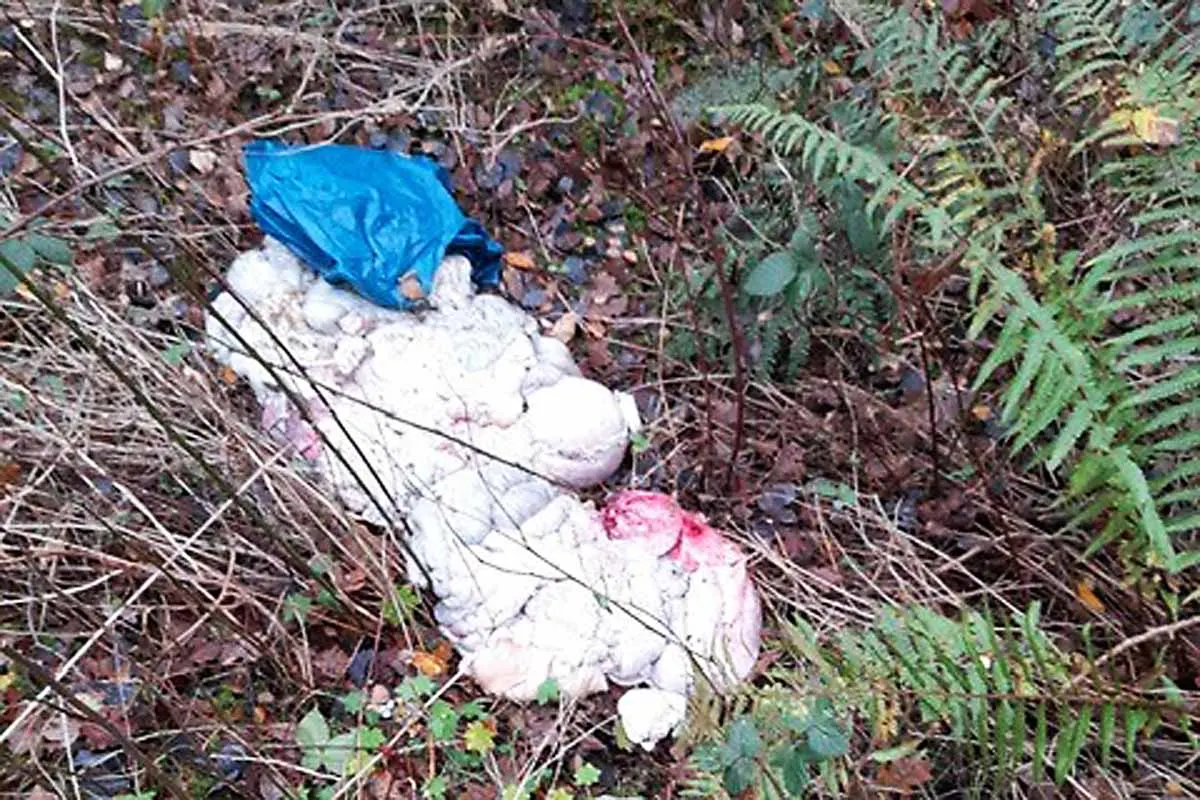 Zeugenaufruf in Heist - Tierkadaver im Schlackenweg entsorgt