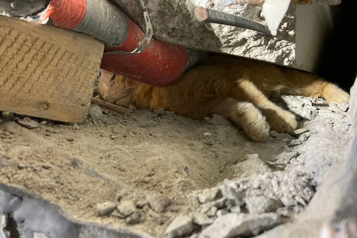 Stuttgart – Feuerwehr befreit eingeklemmte Katze