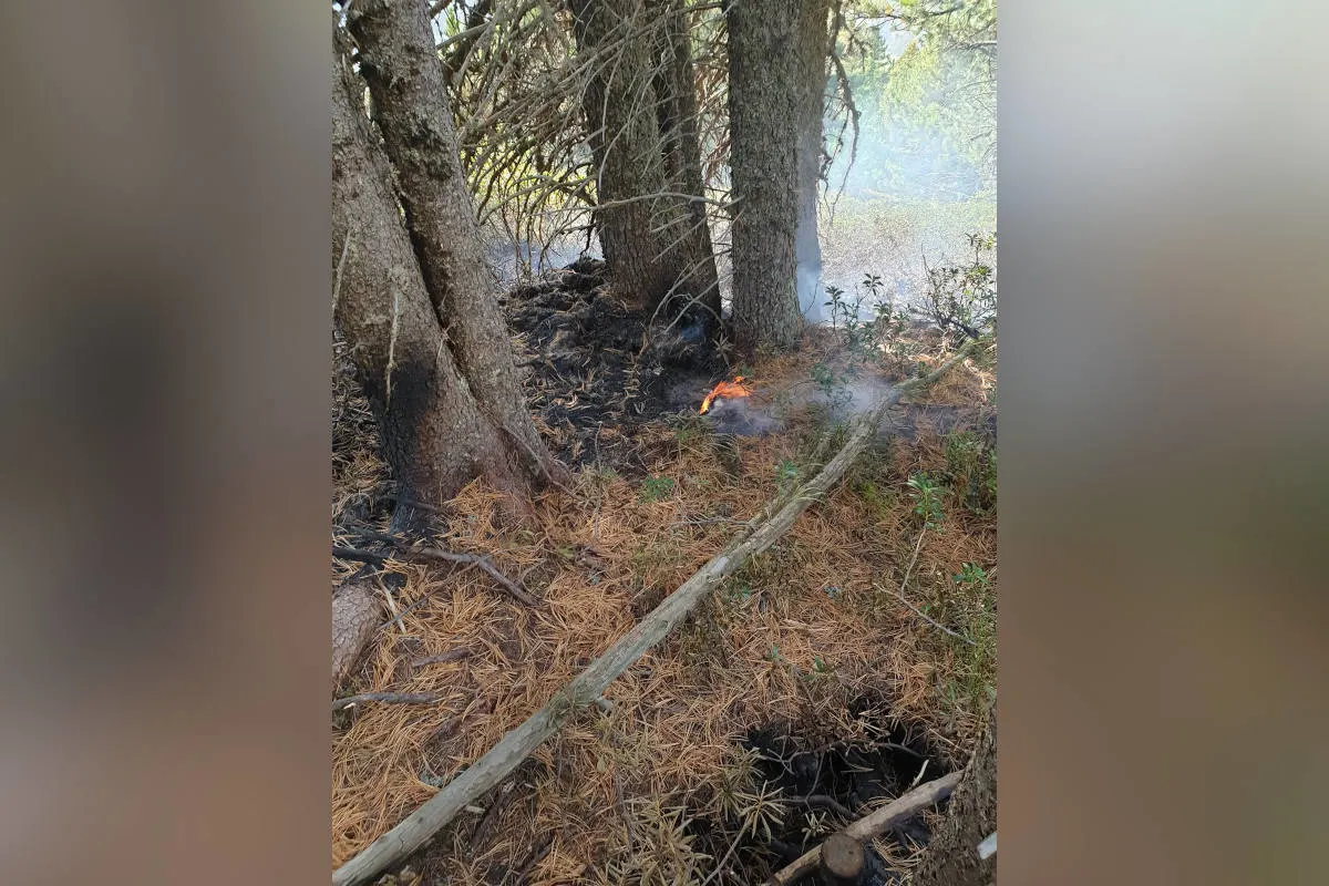 Surses GR – Wald durch Mottbrand beschädigt