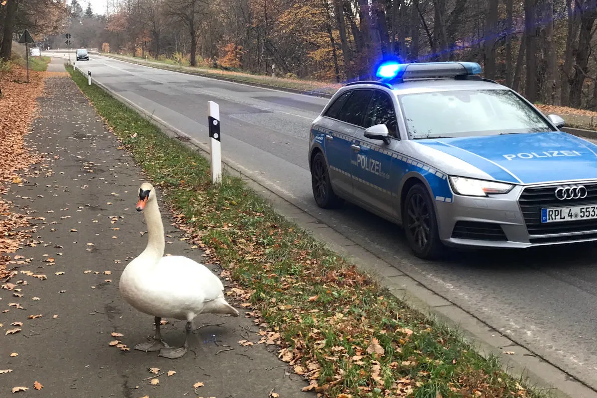 Kaiserslautern – Schwan hält Polizei auf Trab
