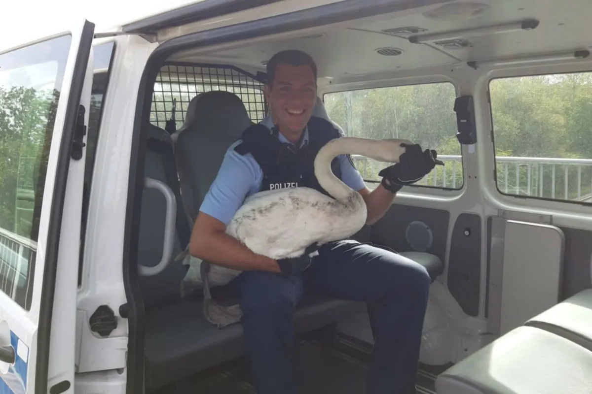 Düsseldorf - Bundespolizei bringt Schwan in Sicherheit