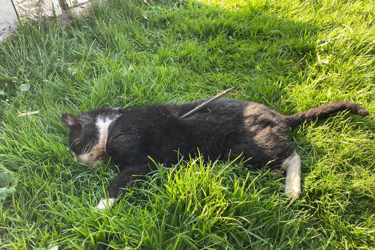 Brutale Tierquälerei in Sins AG – Katze durch Unbekannten mit Pfeil erschossen