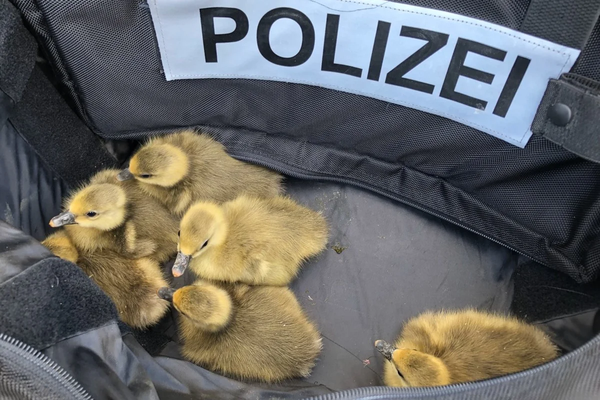 Recklinghausen - Entenküken im Kreisverkehr