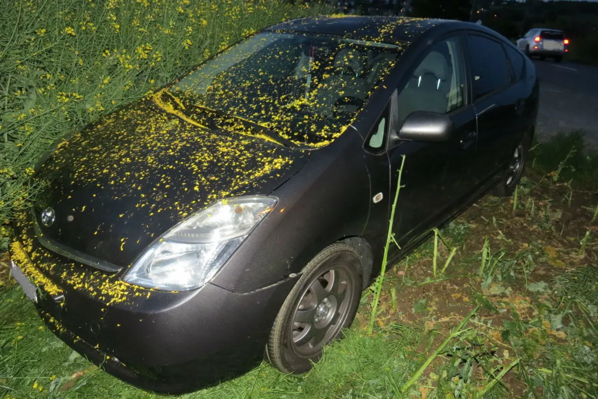 Wohlen AG - Auto landete in Rapsfeld 