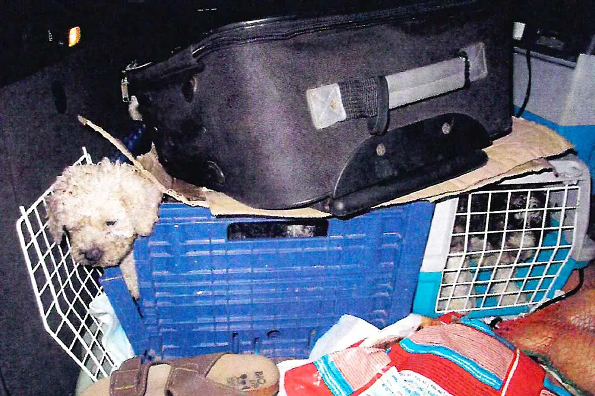 Dortmund - Polizei rettet mehrere Hundewelpen aus Transporter