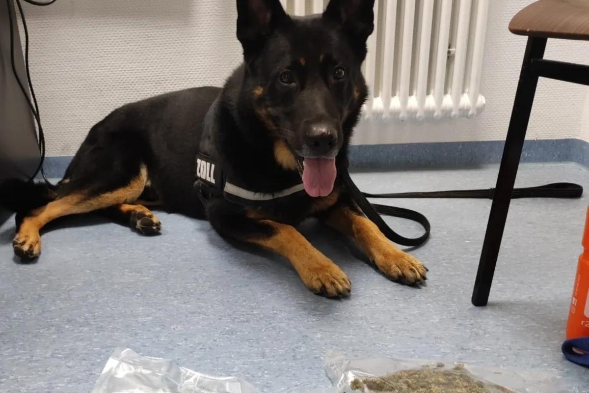 Lindau/Friedrichshafen BW - Spürhunde helfen Drogen sicherzustellen