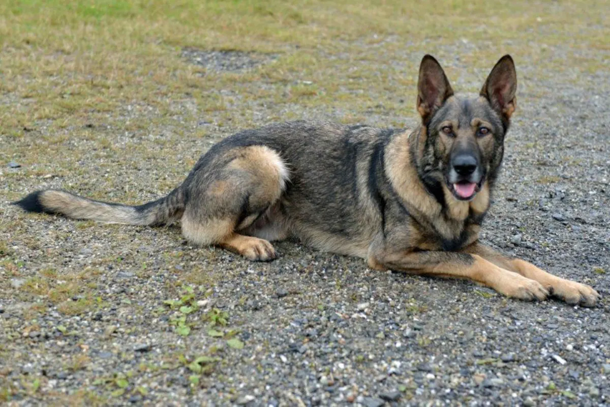 Luzern LU - Polizeihund Mitch findet gestohlenes iPhone