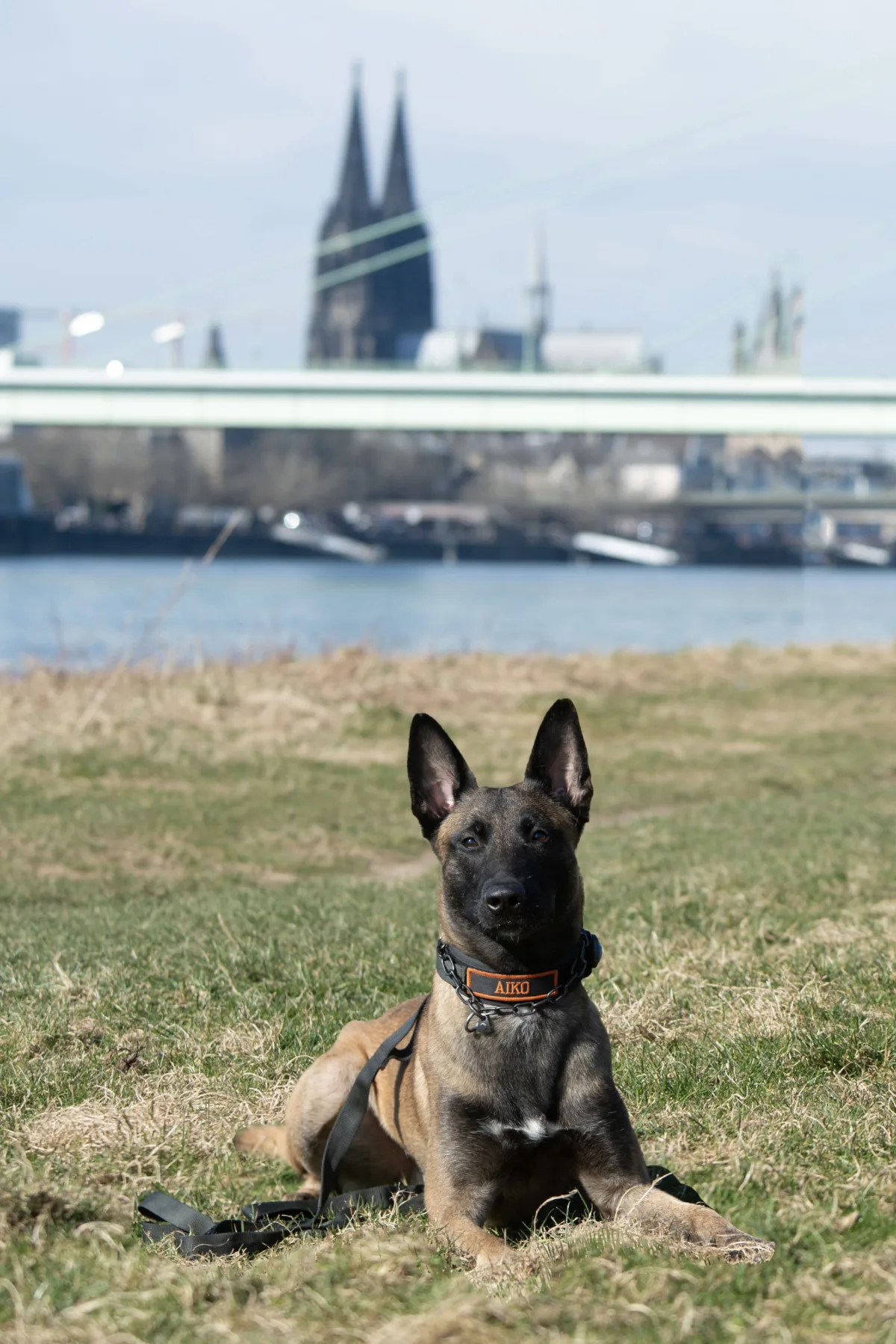 Ein brauner Hund mit dunkler Schnauze und einem Halsband liegt auf einer grünen Wiese. Im Hintergrund ist unscharf der Kölner Dom sichtbar.
