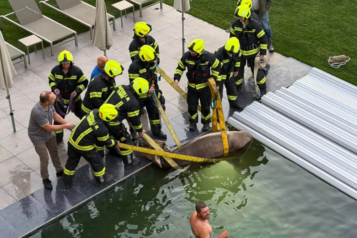 Mehrere Feuerwehrleute sind dabei, ein Tier mithilfe von Gurten aus einem Pool zu heben. Ein Mann steht im Wasser.