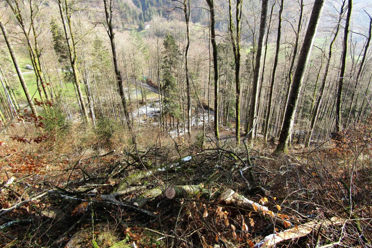 Glarus GL - Mann stirbt bei Forstarbeiten