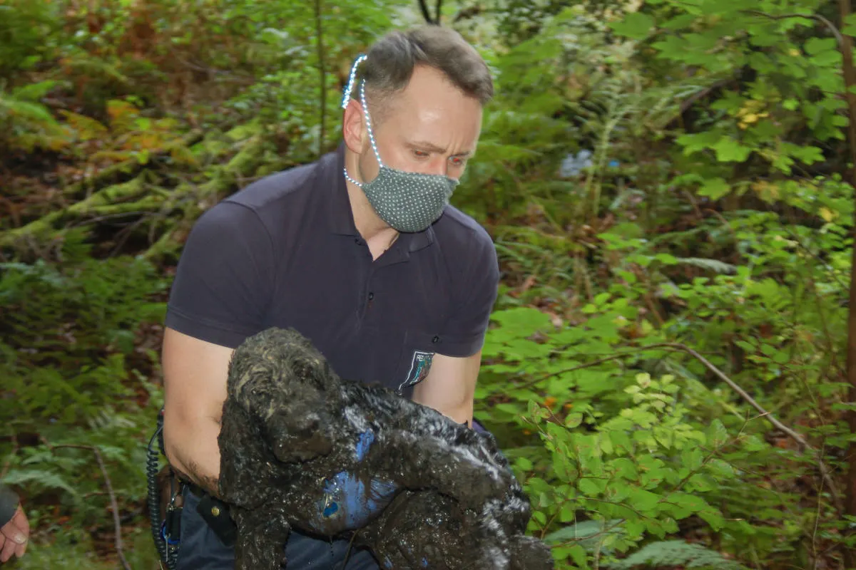Hattinger Feuerwehr rettet eingesunken Hund aus Bachlauf