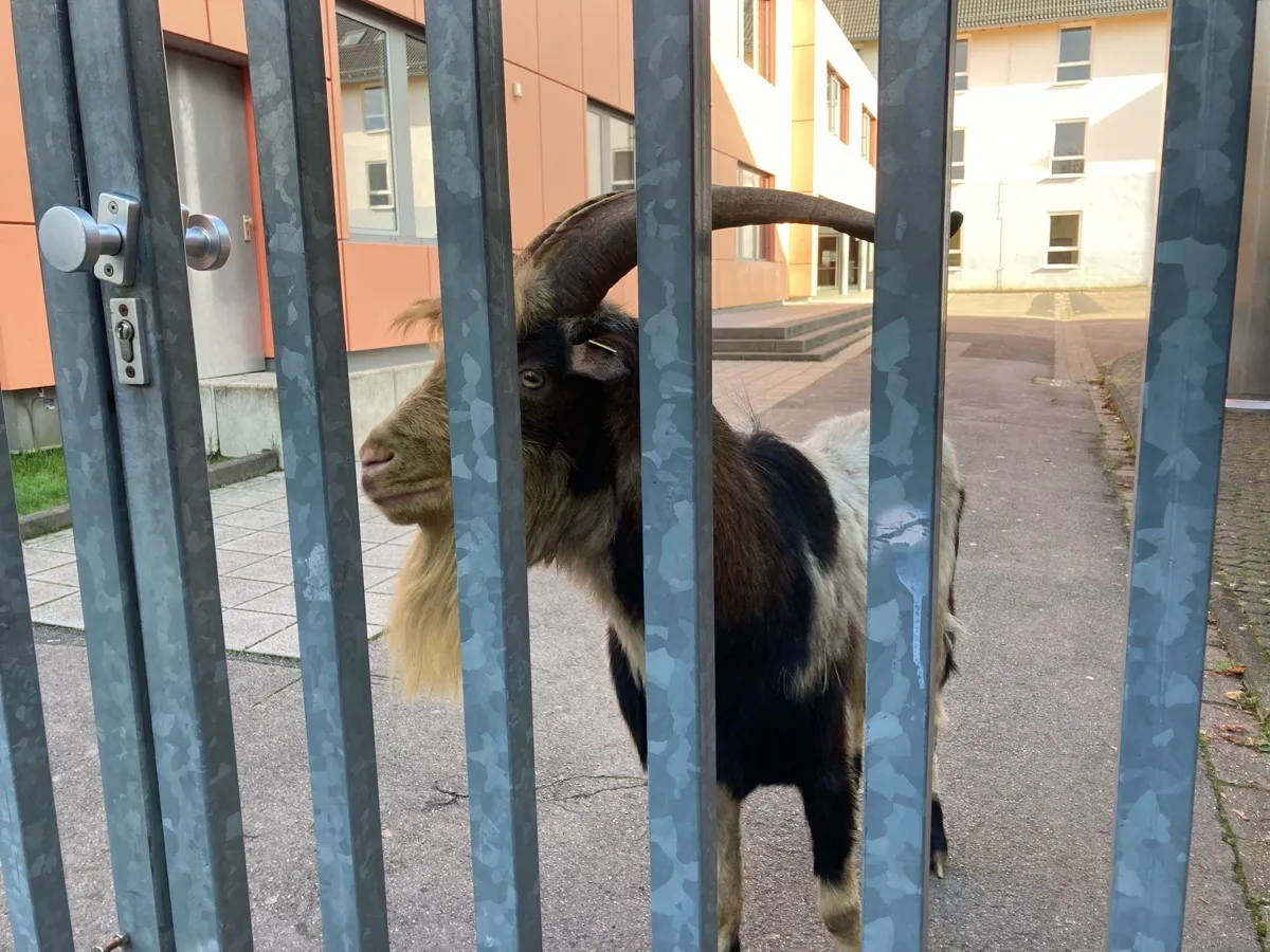 Troisdorf – Vorläufige Festnahme nach Widerstandshandlungen und akuter Fluchtgefahr