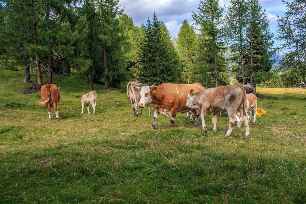 Preunegg ST –  Wanderin von Kuhherde überrannt