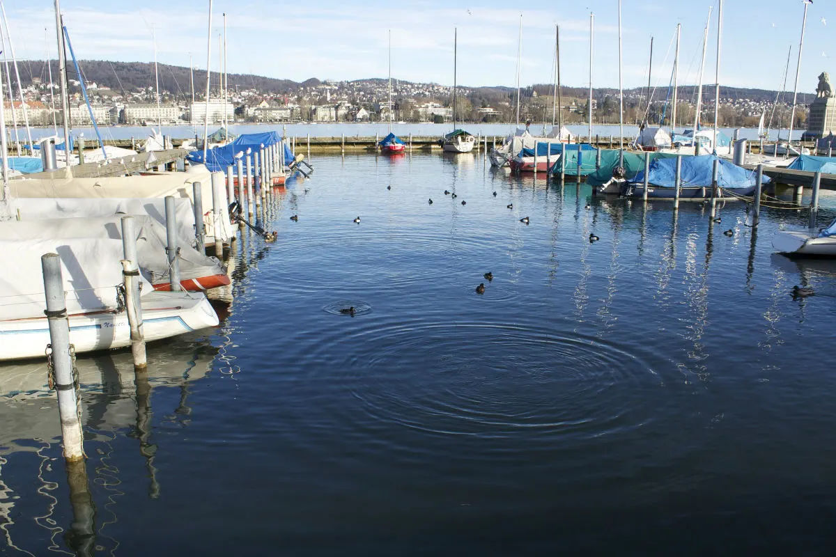 Wetzikon ZH - Einwasserungsverbot wegen der Quaggamuschel im Zürichsee 