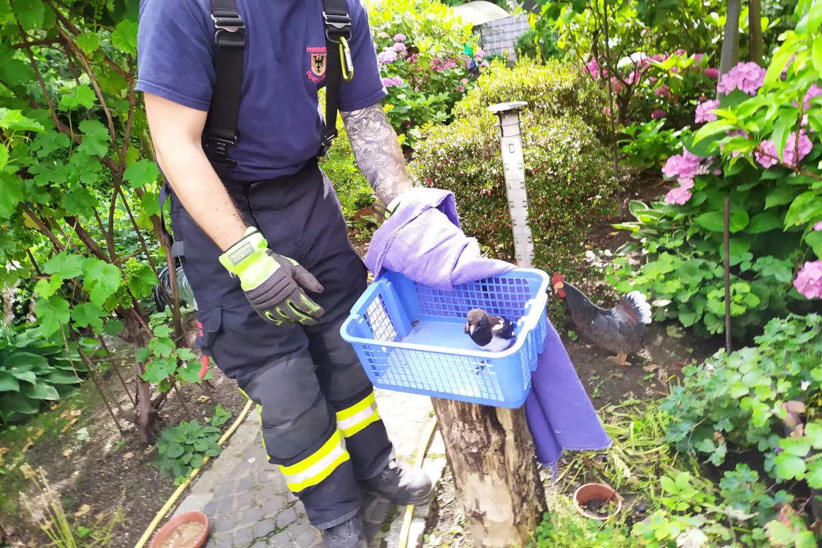Feuerwehr befreite eine junge Elster aus einem Kamin