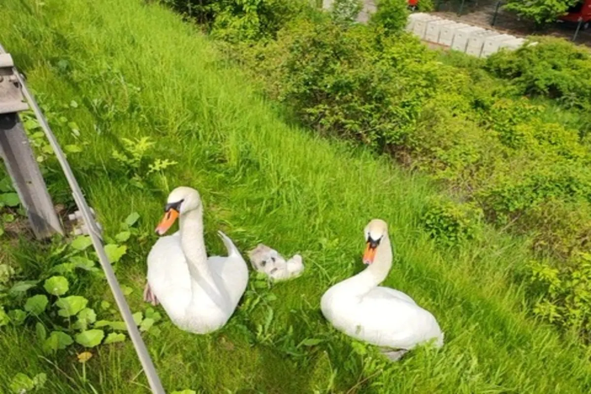 Erfurt - Verkehrsunfall auf der A 71 wegen einer Schwanenfamilie