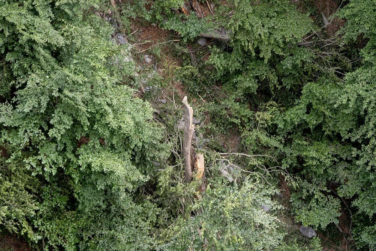 Ein Baumstamm, der umgestürzt ist, liegt in einem dichten Waldgebiet mit grünen Blättern und Vegetation ringsum.