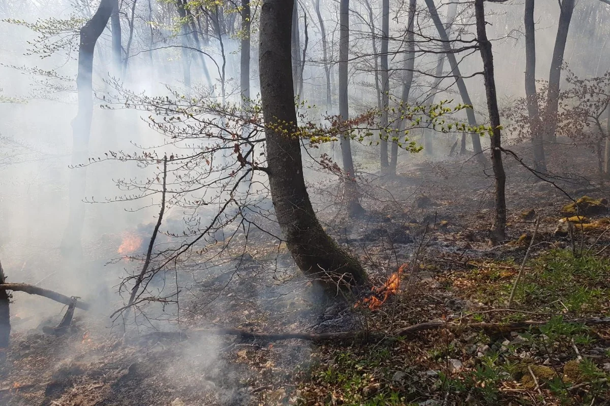 Nenzlingen BL - Waldbodenbrand erfordert Feuerwehreinsatz - offenes Feuer wohl der Auslöser